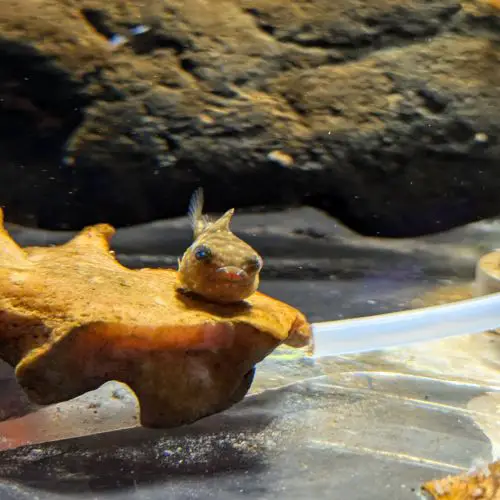 A yellow lumpfish attaches itself to a shell at Otaru Aquarium
