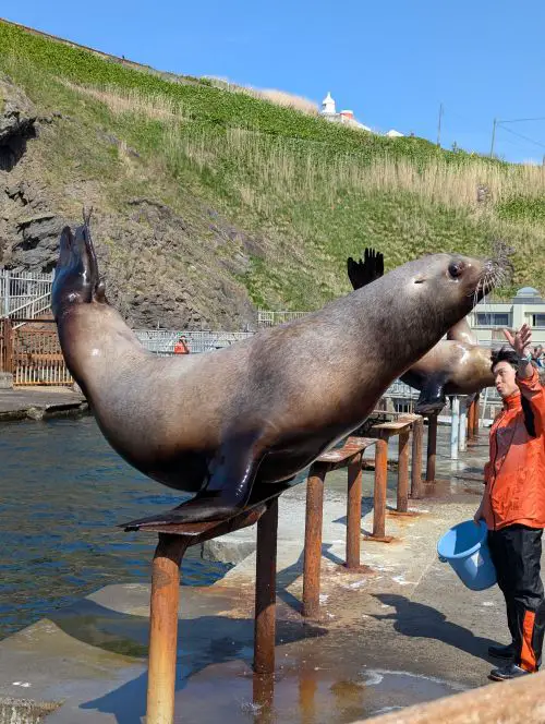 A large sea lion holds its body upwards on a stand during the Otaru Aquarium sea lion show