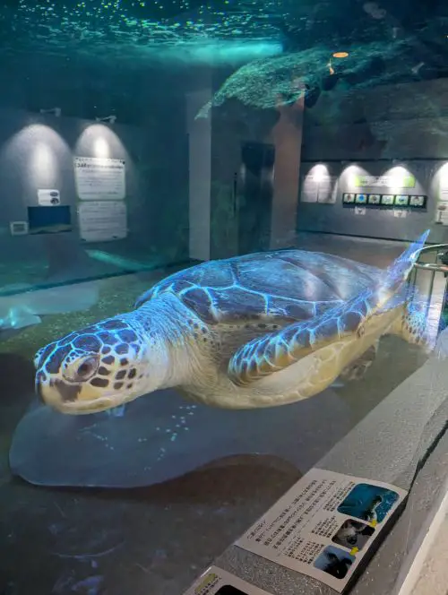 A sea turtle swimming at Otaru Aquarium