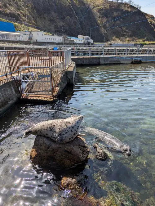 A seal resting on a rock and a seal swimming in the water at Otaru Aquarium