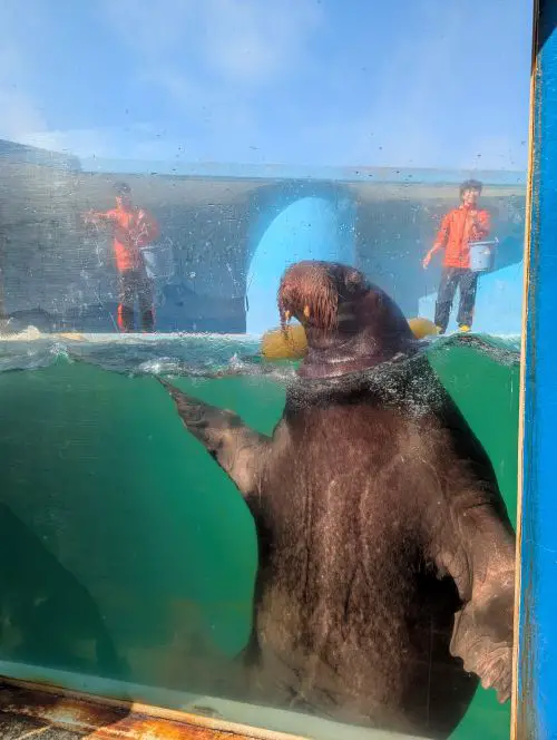 A walrus waving to the audience at Otaru Aquarium's Walrus show