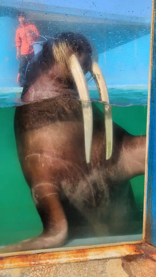 A walrus at the Otaru Aquarium walrus show leans against the window to interact with the audience