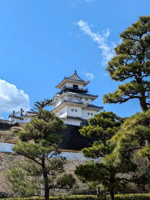 A ground view of the pine trees with the white Kakegawa Castle perched atop the hill between the them